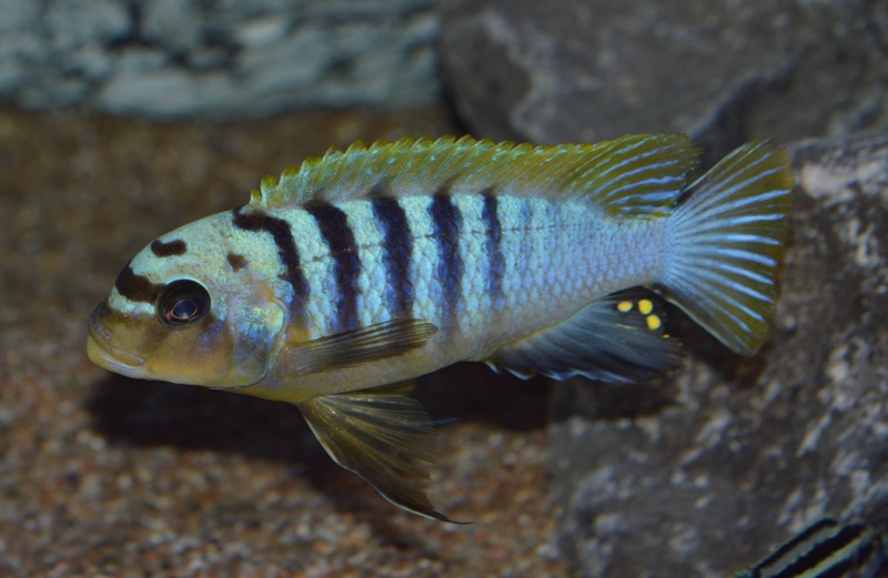 Maylandia sp. 'hajomaylandi pombo' Pombo Rocks
